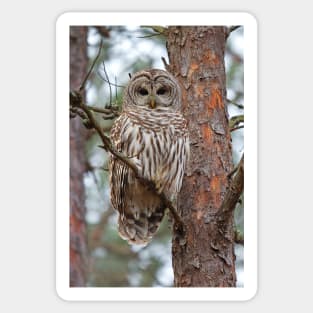 Barred Owl Sticker